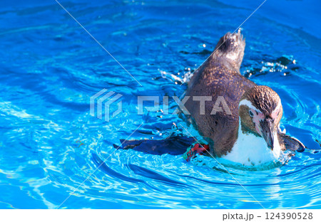 水面に浮かぶフンボルトペンギン 124390528