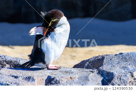 岩の上に立つミナミイワトペンギン 岩の上に立つミナミイワトペンギン 124390530