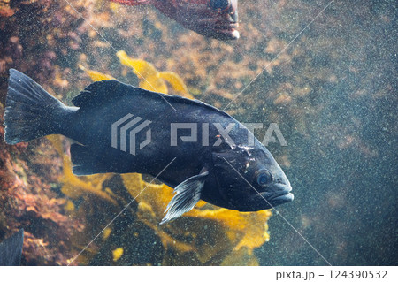 水族園のブラックロックフィッシュ 124390532