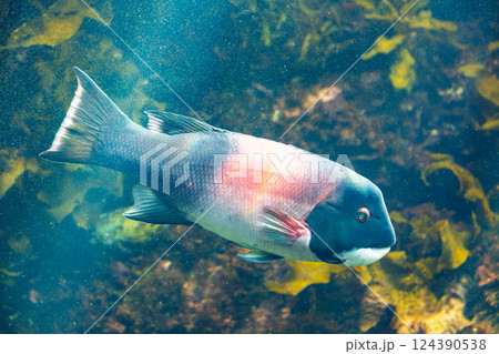 水族館のカリフォルニアシープヘッド 水族館のカリフォルニアシープヘッド 124390538