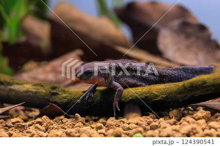 水族館のアカハライモリ 124390541