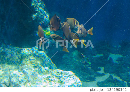 餌に群がるスジクロハギ 餌に群がるスジクロハギ 124390542