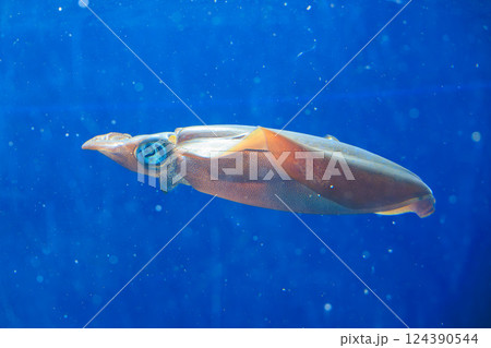 水族館のアオリイカ 124390544