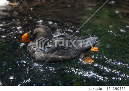 水面に浮かぶエトピリカ 124390553