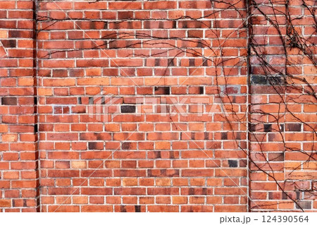 古いレンガの壁に付く枯れた「ツタ」 124390564