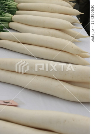 練馬大根 真っ白な練馬大根 練馬大根 真っ白な練馬大根 124390630