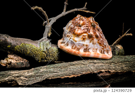 Red Helmet Shell on Mossy Branch black background Red Helmet Shell on Mossy Branch black background 124390729