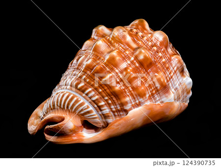 Red Helmet Shell on Black Background Red Helmet Shell on Black Background 124390735
