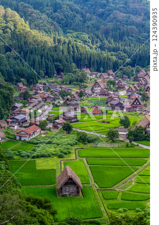 世界遺産 白川村(白川郷) 展望台からの初夏の田園風景と合掌造り 7月 世界遺産 白川村(白川郷) 展望台からの初夏の田園風景と合掌造り 7月 124390935