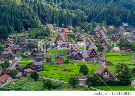世界遺産 白川村(白川郷) 展望台からの初夏の田園風景と合掌造り 7月 世界遺産 白川村(白川郷) 展望台からの初夏の田園風景と合掌造り 7月 124390936