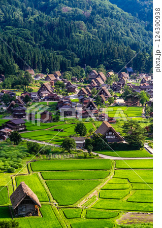 世界遺産　白川村（白川郷） 展望台からの初夏の田園風景と合掌造り 7月 124390938