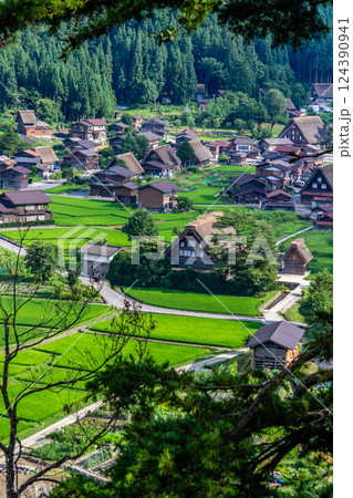 世界遺産 白川村(白川郷) 展望台からの初夏の田園風景と合掌造り 7月 世界遺産 白川村(白川郷) 展望台からの初夏の田園風景と合掌造り 7月 124390941