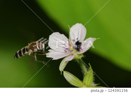 ゲンノショウコとハナアブ 山野草 昆虫 ゲンノショウコとハナアブ 山野草 昆虫 124391156