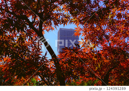 紅葉に囲まれた高層ビル 124391289