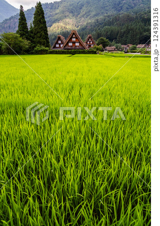 初夏の世界遺産 白川村(白川郷)の三連合掌造り 田園風景 7月 初夏 初夏の世界遺産 白川村(白川郷)の三連合掌造り 田園風景 7月 初夏 124391316