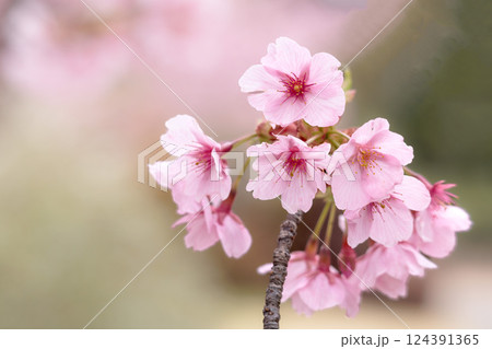 初春の陽光を受けてピンクに輝く河津桜 初春の陽光を受けてピンクに輝く河津桜 124391365
