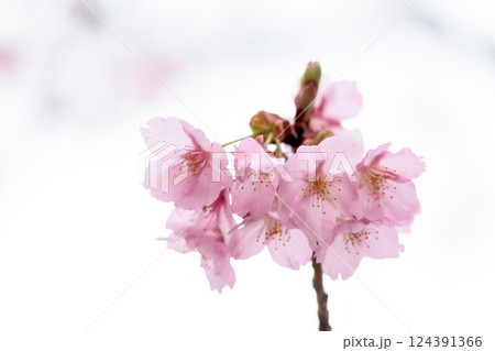 初春の陽光を受けてピンクに輝く河津桜 124391366