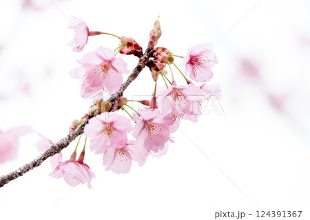 初春の陽光を受けてピンクに輝く河津桜 初春の陽光を受けてピンクに輝く河津桜 124391367