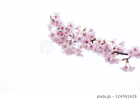 初春の陽光を受けてピンクに輝く河津桜 初春の陽光を受けてピンクに輝く河津桜 124391429