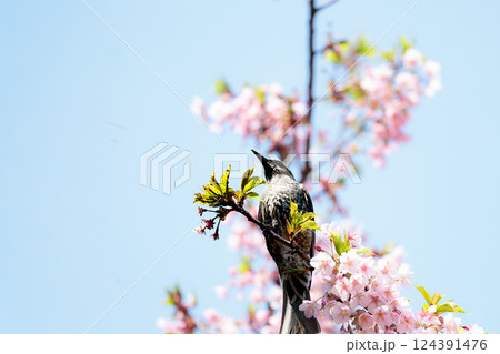 初春の陽光を受けてピンクに輝く河津桜 124391476