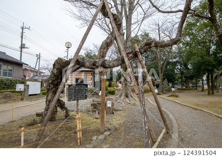 榎の古木「羊さまの榎」と多胡碑 群馬県 榎の古木「羊さまの榎」と多胡碑 群馬県 124391504