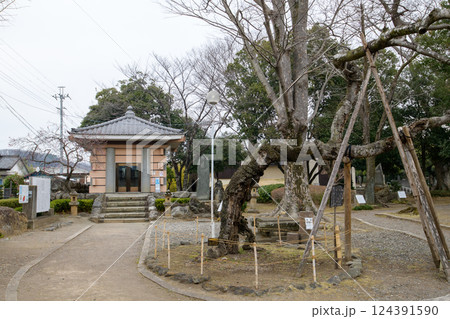 多胡碑と老木「羊さまの榎」 群馬県 多胡碑と老木「羊さまの榎」 群馬県 124391590