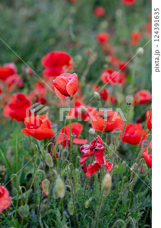Red poppies blooming in a field during springtime 124391635