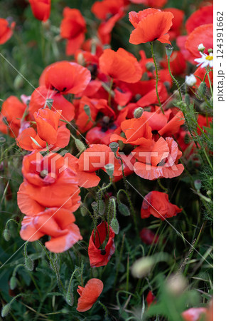 Red poppies blooming in a field during springtime Red poppies blooming in a field during springtime 124391662