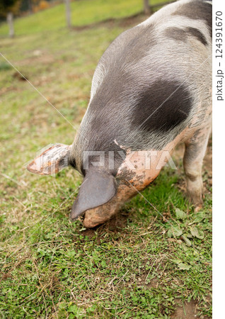 Oxford sandy and black pig foraging in green pasture Oxford sandy and black pig foraging in green pasture 124391670