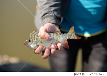 Child proudly holding a small freshwater fish caught while fishing in a serene lake or river 124391677