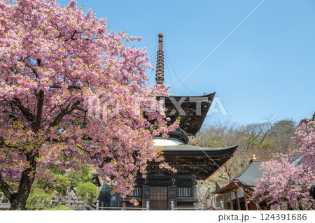 河津桜満開の雨引観音 124391686