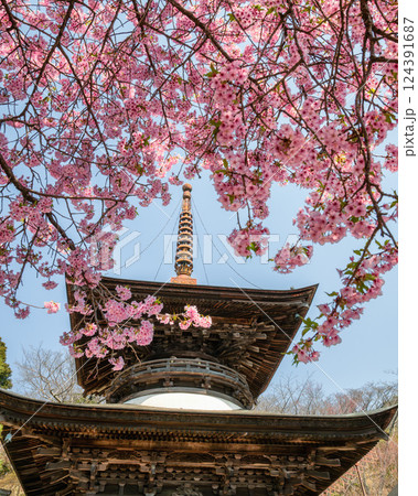 河津桜満開の雨引観音 河津桜満開の雨引観音 124391687