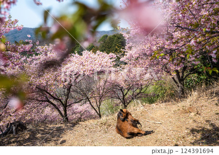 河津桜満開の雨引観音 124391694