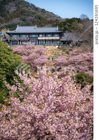 河津桜満開の雨引観音 124391695