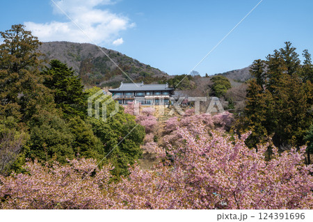 河津桜満開の雨引観音 124391696
