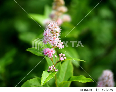 栃木県日光市・戦場ヶ原の花・ホザキシモツケ（穂咲下野） 124391829