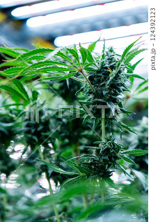 Lush medical cannabis plants thrive under artificial lights, showcasing vibrant buds ready for harvest. Lush medical cannabis plants thrive under artificial lights, showcasing vibrant buds ready for harvest. 124392123
