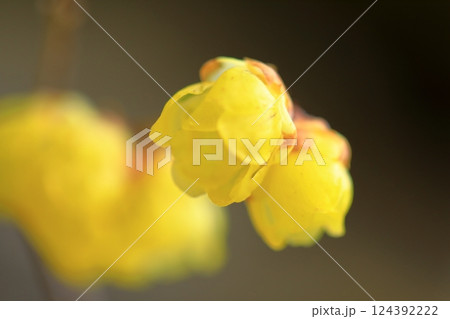 ロウバイの花 ロウバイの花 124392222