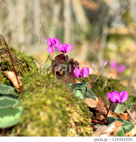 Spring cyclamen flowers in the forest 124392505