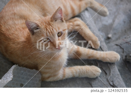 日向ぼっこする猫 124392535