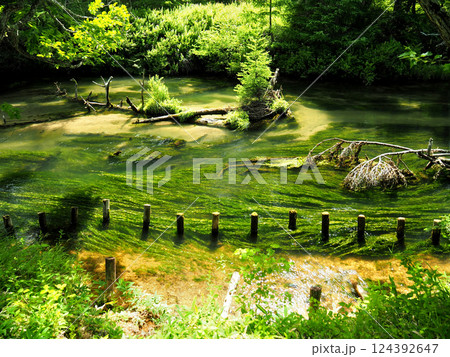 【山の風景】栃木県日光市・戦場ヶ原・湯川（2019年） 124392647