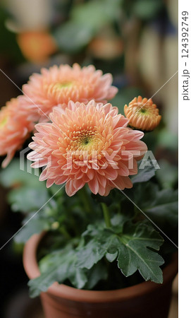 オレンジ色のかわいい菊　AI画像 124392749