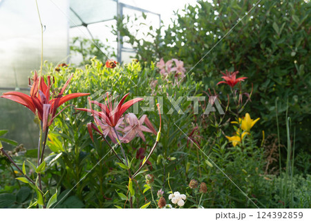 Blooming flowers in shades of red, pink, and yellow fill a tranquil garden on a sunny summer day. 124392859