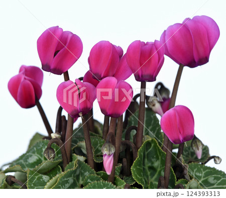 エレガントな赤色のシクラメン ( fix撮影 ) 124393313