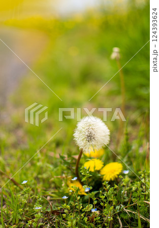 春の野に咲くタンポポ 春の野に咲くタンポポ 124393624