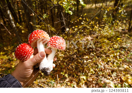 fly agaric mushroom in the forest fly agaric mushroom in the forest 124393811