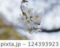 桜 124393923