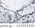 さくらのつぼみ 124393926
