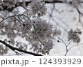 桜咲く 124393929