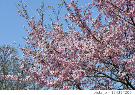 修善寺寒桜 124394206
